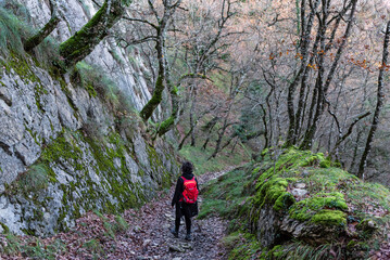 Obraz premium Hiker descends a steep trail in an oak forest 