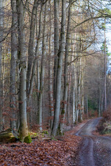 Mischwald mit Buchen und jungen Fichten, Forst Fahrweg in Marbach