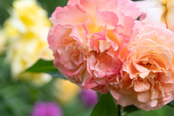 splendid huge royal double pink-yellow color roses blossom in garden. macro shot.