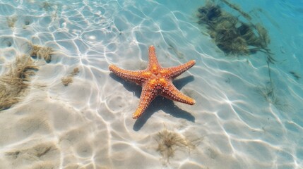 Fototapeta na wymiar Starfish in the clear blue water