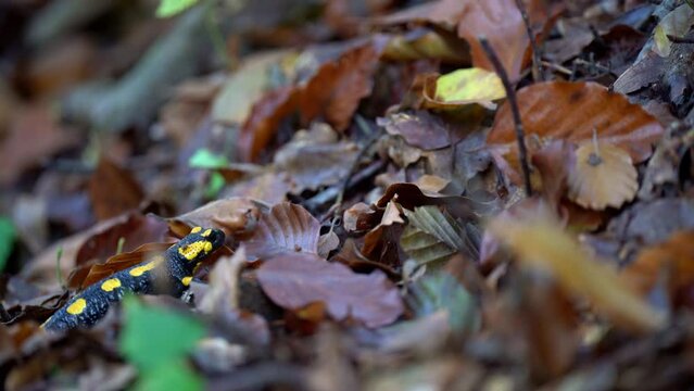 salamander walk of forest, salamander on a leaf, salamander in forest, fire salamander, amphibians in forest, salamander is hiding among the leaves