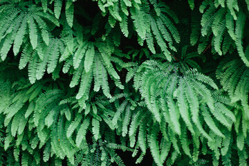 Green ferns from the central coast of Oregon  © Kara