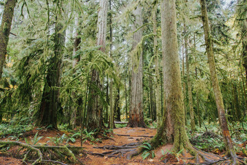 Obraz premium Forest