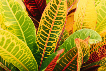 Colorful leaves background. Codiaeum plant. Yellow and red color nature. Foliage texture. Multicolored houseplant.