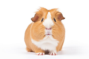 Fototapeta premium guinea pig happy, rodent, on white background, looking at camera, selective focus