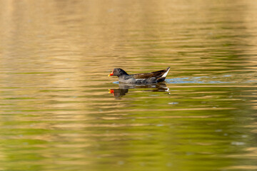 Close-up of the common moorhen (Gallinula chloropus), the waterhen or swamp chicken
