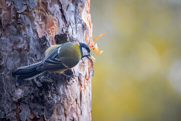 Female Great Tit holds onto the tree trunk. Bird with white cheeks, yellow underparts and olive upper parts, black head and neck. Small size bird. Olive and yellow background with copyspace.