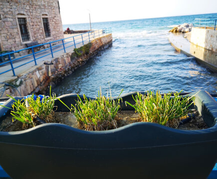 Green plants and sea view in the city, bridge on the coast