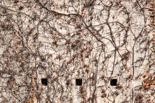 Muro blanco lleno de restos de vegetaci&oacute;n de plantas enredaderas en invierno
