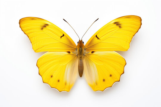 butterfly with yellow wings, isolated on white background
