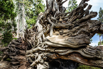 Roots of Fallen Sequoia 