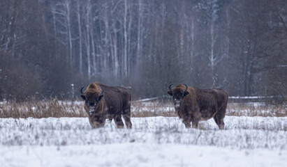 European bison [Bison bonasus]