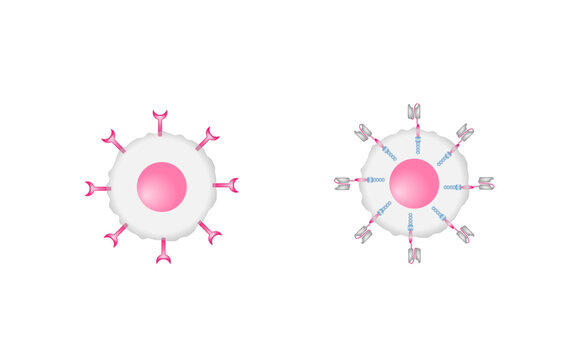 Car T Cell Images – Browse 308 Stock Photos, Vectors, and Video | Adobe ...