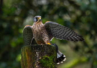 Kestrel, male [Falco tinnunculus]