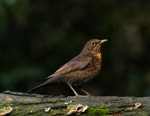 Fototapeta premium Blackbird, female [Turdus merula]