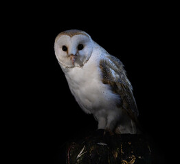 Barn Owl