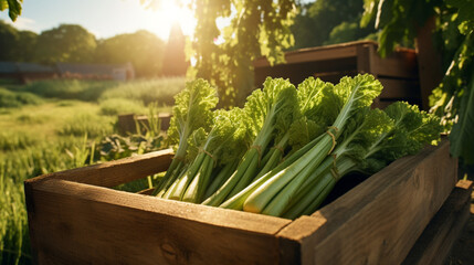 Close up ripe celery in the wood box field and landscape in sunny day. Created using generative AI.