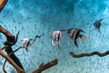 Group of tropical fish Pterophyllum scalare altum swimming in aquarium blue water. Tropical striped silver black fishes in oceanarium pool