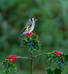 Goldfinch on holly