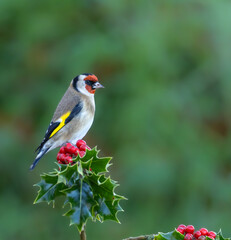 Goldfinch on holly