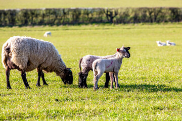 A ewe and her lambs in the Sussex countryside, on a sunny spring day