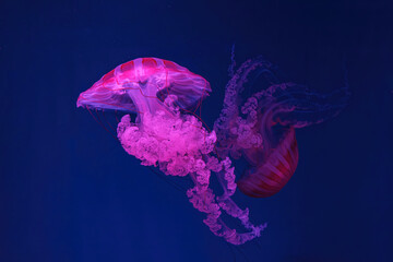 Fuorescent jellyfish swimming underwater aquarium pool with pink neon light. The South American sea...