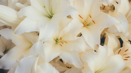 Background of many snow-white lilies. Spring Easter floral design