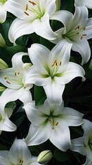 Background of many snow-white lilies. Spring Easter floral design