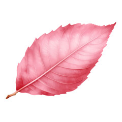 Rose leaves isolated on transparent background