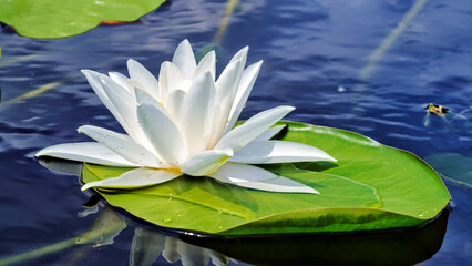 4K Digital image of White lily in the blue, clear water of a forest lake perfectly optimized for The Frame TV Art. 3840 x 2160 pixels