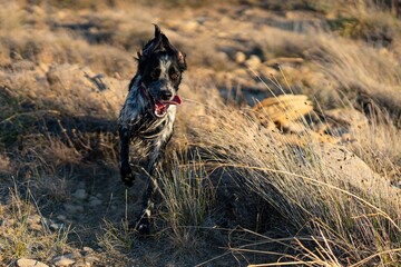 English Setter dog in full action.