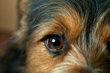 Close-up of the eye of a brown mongrel dog.