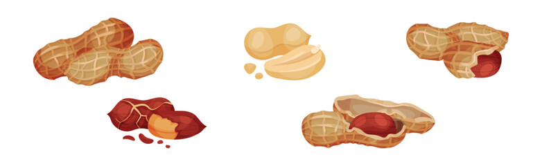 Peanut or Groundnut Legume Crop with Edible Seed in Shell Vector Set