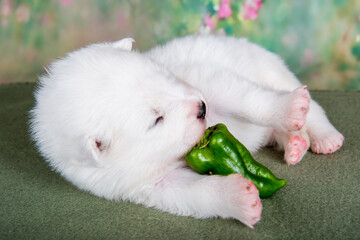 White fluffy small Samoyed puppy dog with Green pepper