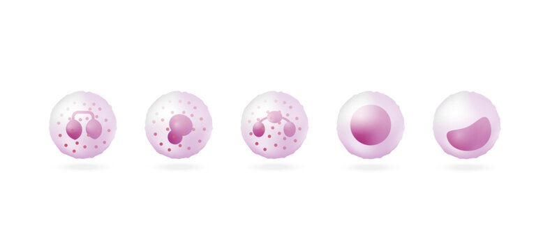 	
White blood cells types, Leukocytes. Vector illustration including Lymphocyte, Monocyte, Eosinophil, Basophil, Neutrophil protect the body from infections. Vector illustration.