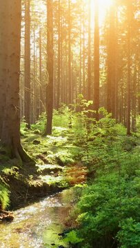 Silent Forest in spring with beautiful bright sun rays - vertical video.