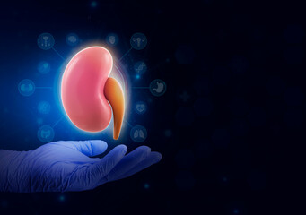 The hand holds a kidney. Concept of kidney donation, public health, organ transplant. Isolated on...