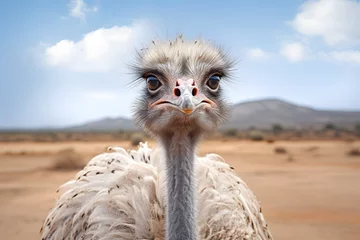 Deurstickers Wild animal, ostrich, ostrich in natural habitat, ostrich, wildlife © MrJeans