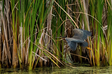 green Heron flying over water with reeds in background
