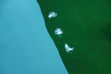 white feathers in green water