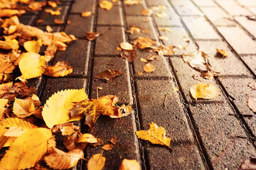 Beautiful Nature Autumn landscape. Scenery view on autumn city park with golden yellow foliage in Sunny day. Walking path in the city Park strewn with autumn fallen leaves.