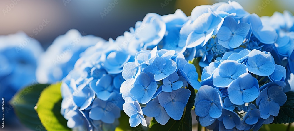 Poster Dreamy bokeh background with vibrant hydrangea flowers and ample space for text placement