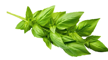 Fresh green leaves of Thai lemon basil or hoary basil tropical herb plant isolated on a transparent background - Powered by Adobe