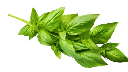 Fresh green leaves of Thai lemon basil or hoary basil tropical herb plant isolated on a transparent background