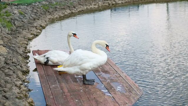 Two swans stand on wooden raft in lake near coast line