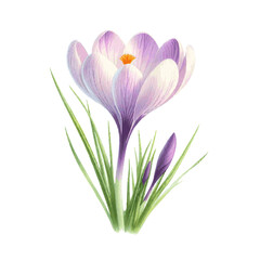 Fototapeta premium beautiful crocus flower with leaves watercolor paint for holiday card decor