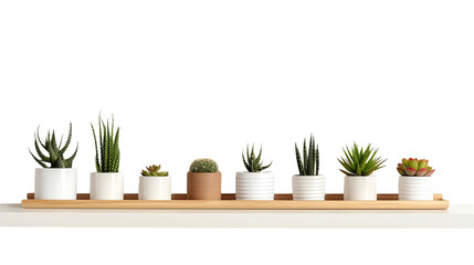 Home interior design room decor with mini potted plants cactus and succulent plants on wooden shelf on concrete wall loft style background