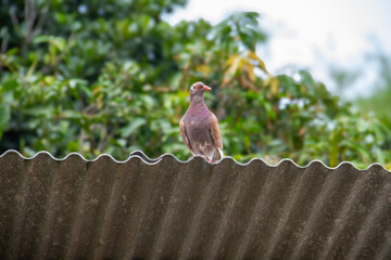 Pigeons and doves belong to the Columbidae family or dove-beaked birds from the Columbiformes order