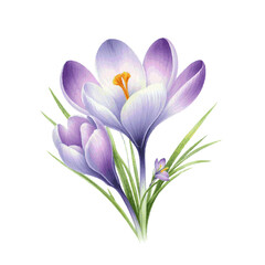 beautiful crocus flower with leaves watercolor paint for holiday card decor