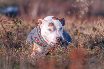 Pitbull with color dog collar on dry grass meadow in cold windy morning